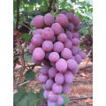 yunnan grape red grape fresh red grape fresh fruit